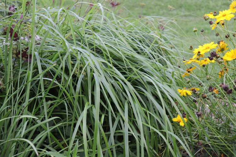 Gardening Tip Ornamental Grasses for Sunny Areas OnRichmondHill